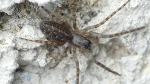 Réf. 347 262 : Segestria bavarica
